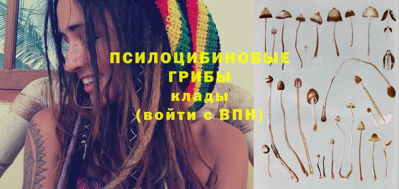 Псилоцибиновые грибы Psilocybine cubensis  Новоульяновск 